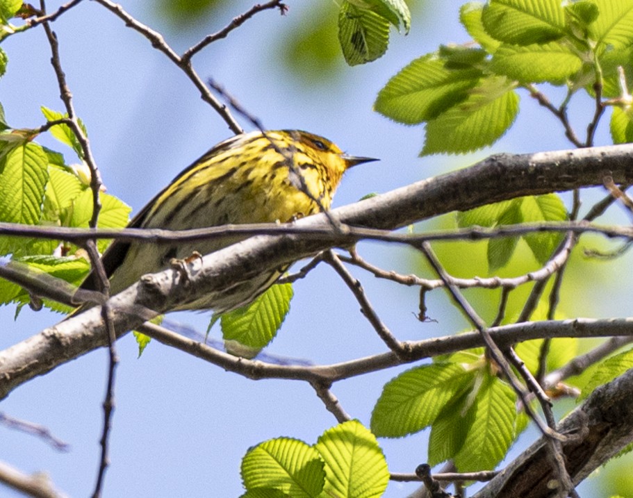 Cape May Warbler - ML620035303