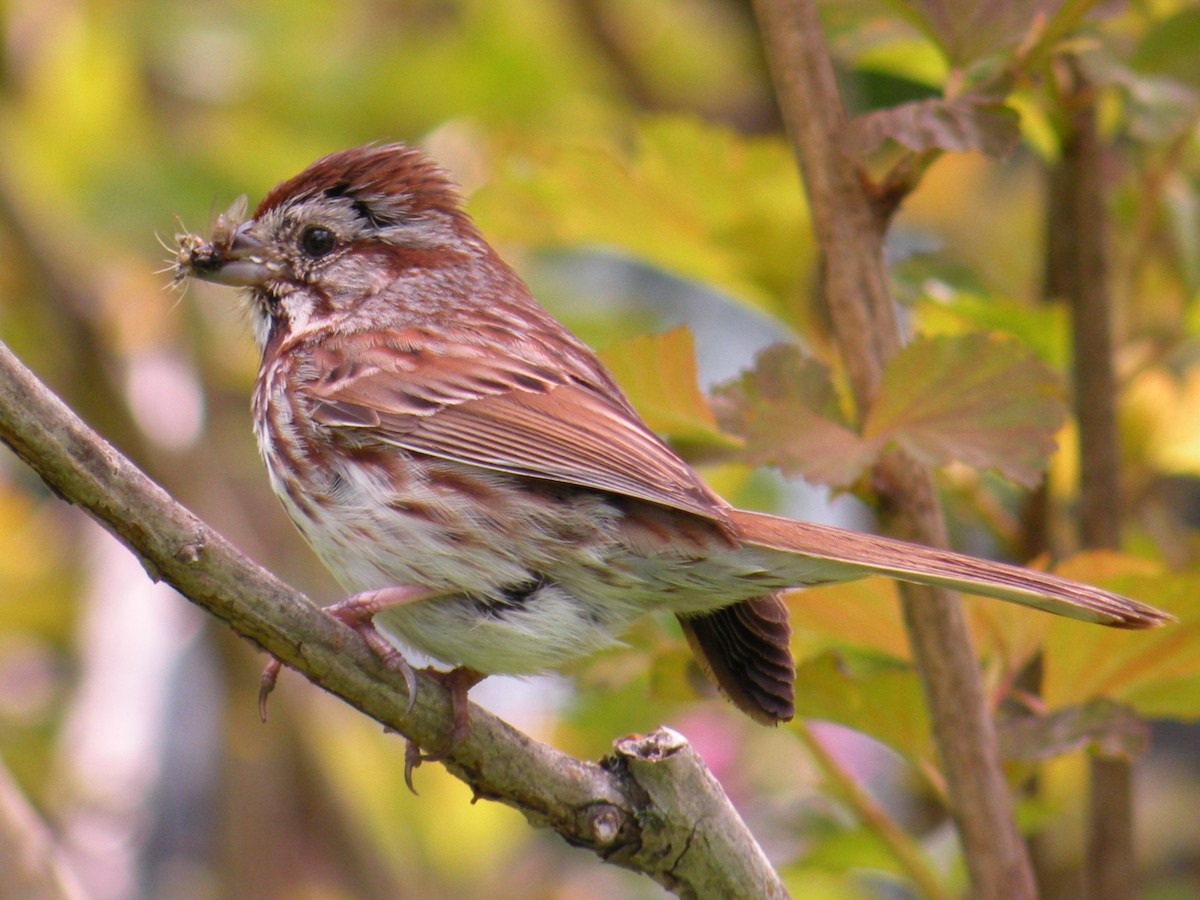 Song Sparrow - ML620035305