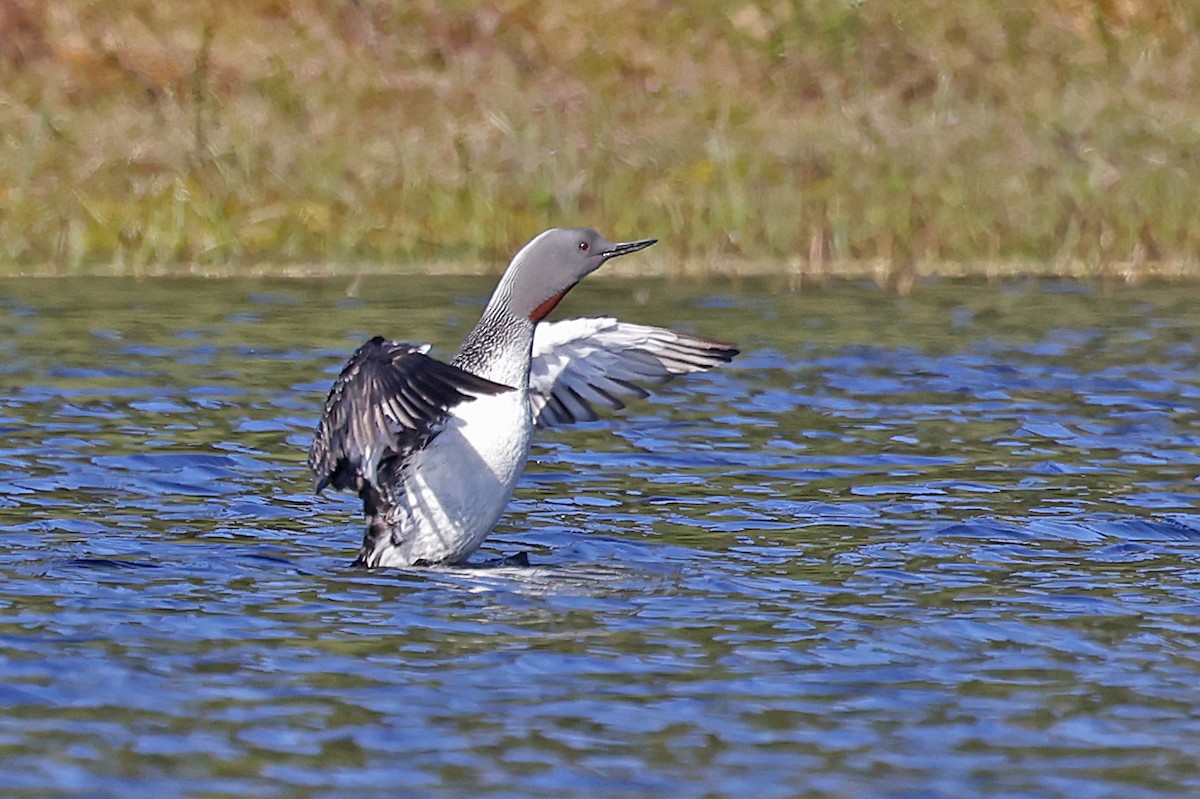 Red-throated Loon - ML620035306
