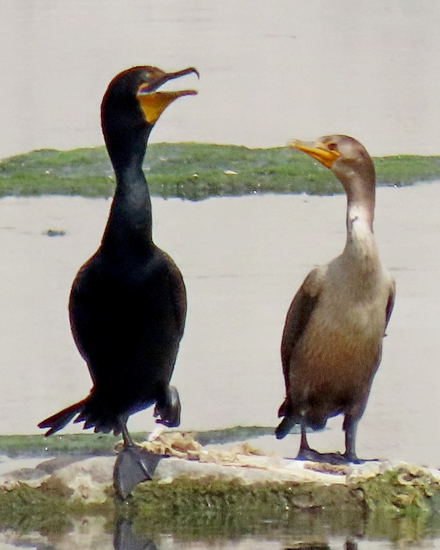 Double-crested Cormorant - ML620035309