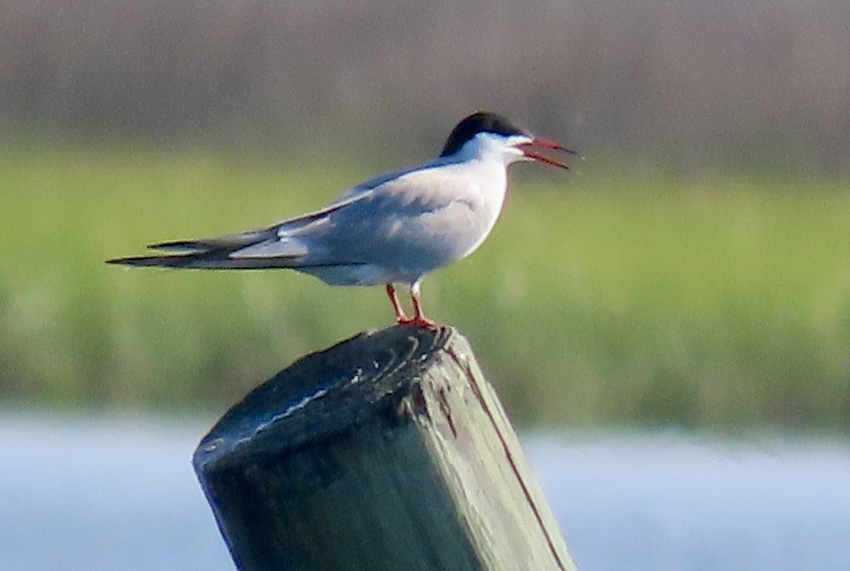 Common Tern - ML620035331