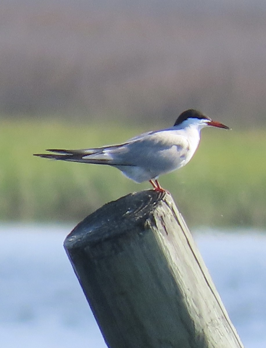 Common Tern - ML620035332