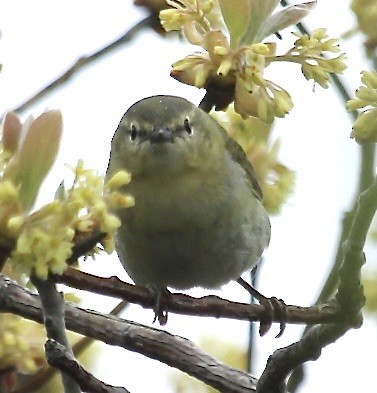 Tennessee Warbler - Deborah Swamback