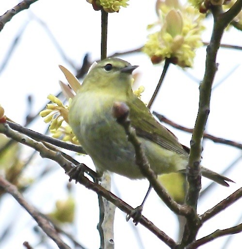 Tennessee Warbler - ML620035336