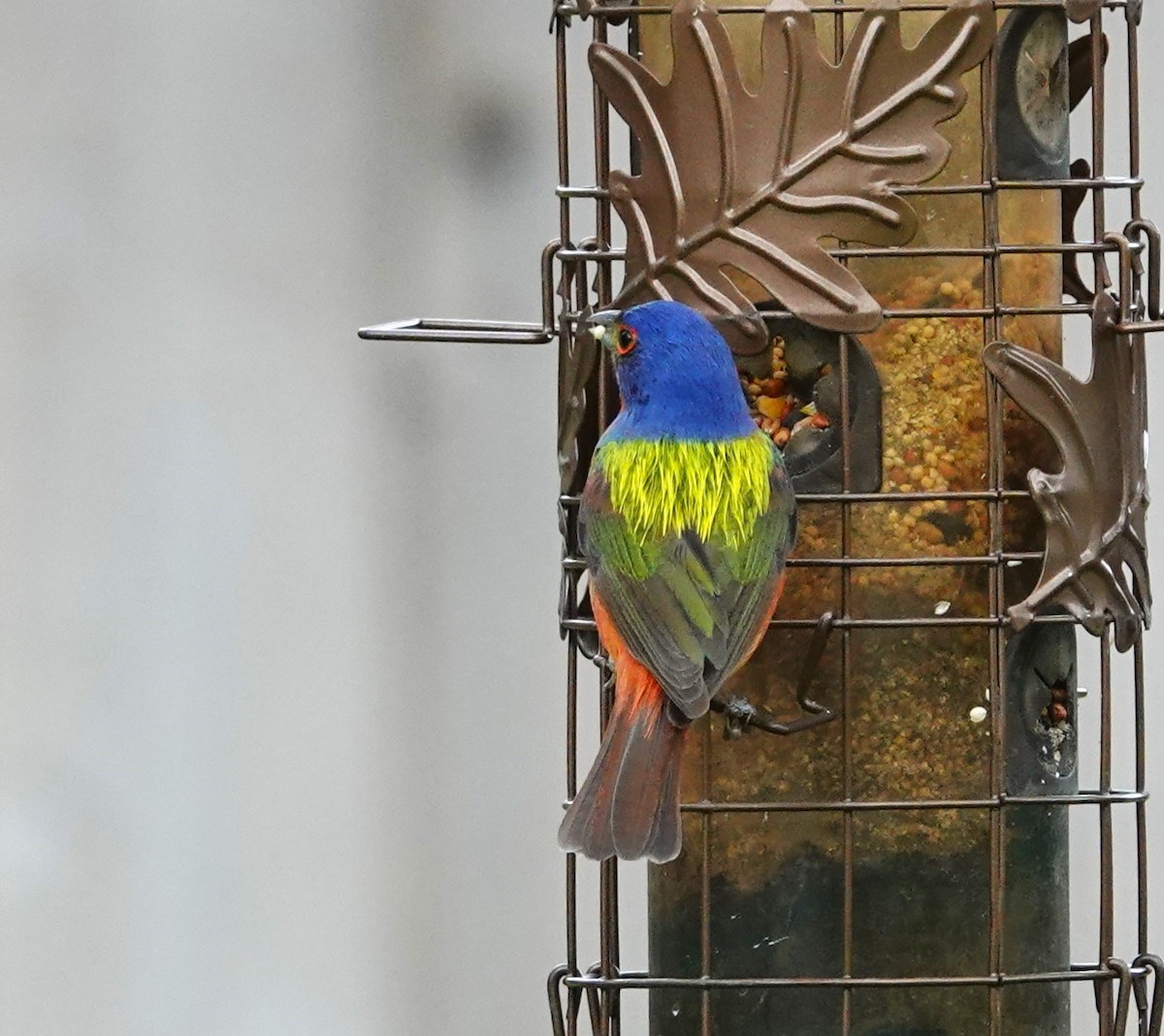 Painted Bunting - ML620035348