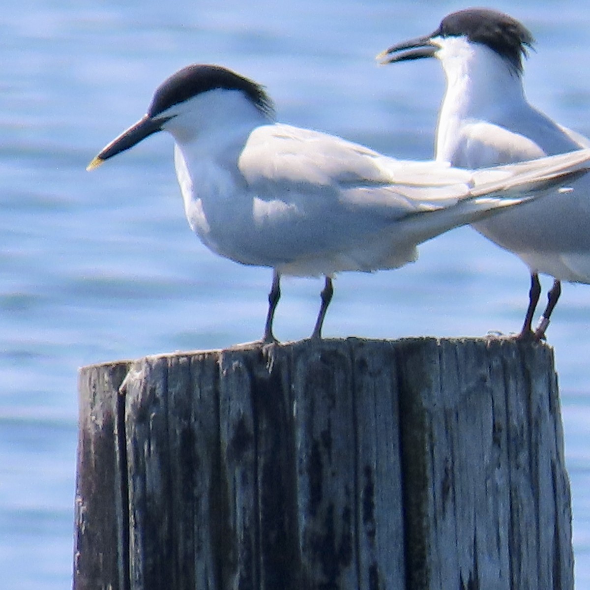 Sandwich Tern - ML620035349