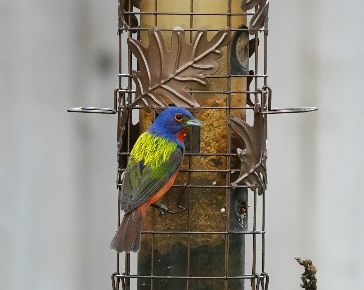 Painted Bunting - ML620035351