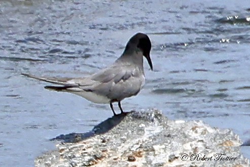 Black Tern - ML620035353