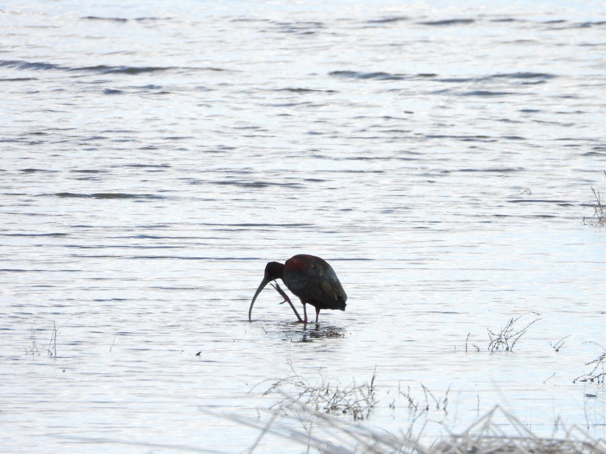 Ibis à face blanche - ML620035357