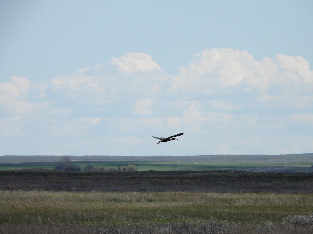 White-faced Ibis - ML620035358