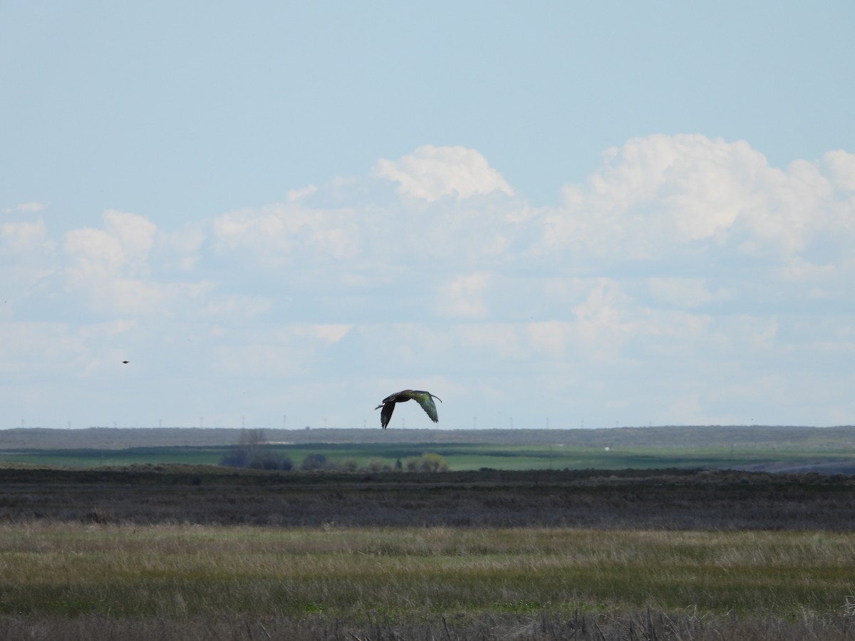 White-faced Ibis - ML620035360