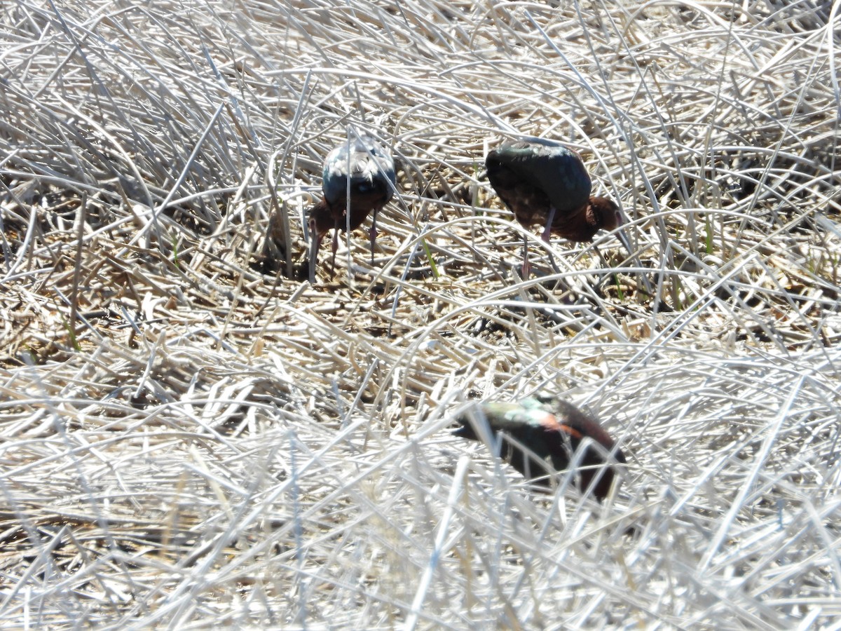 White-faced Ibis - ML620035361