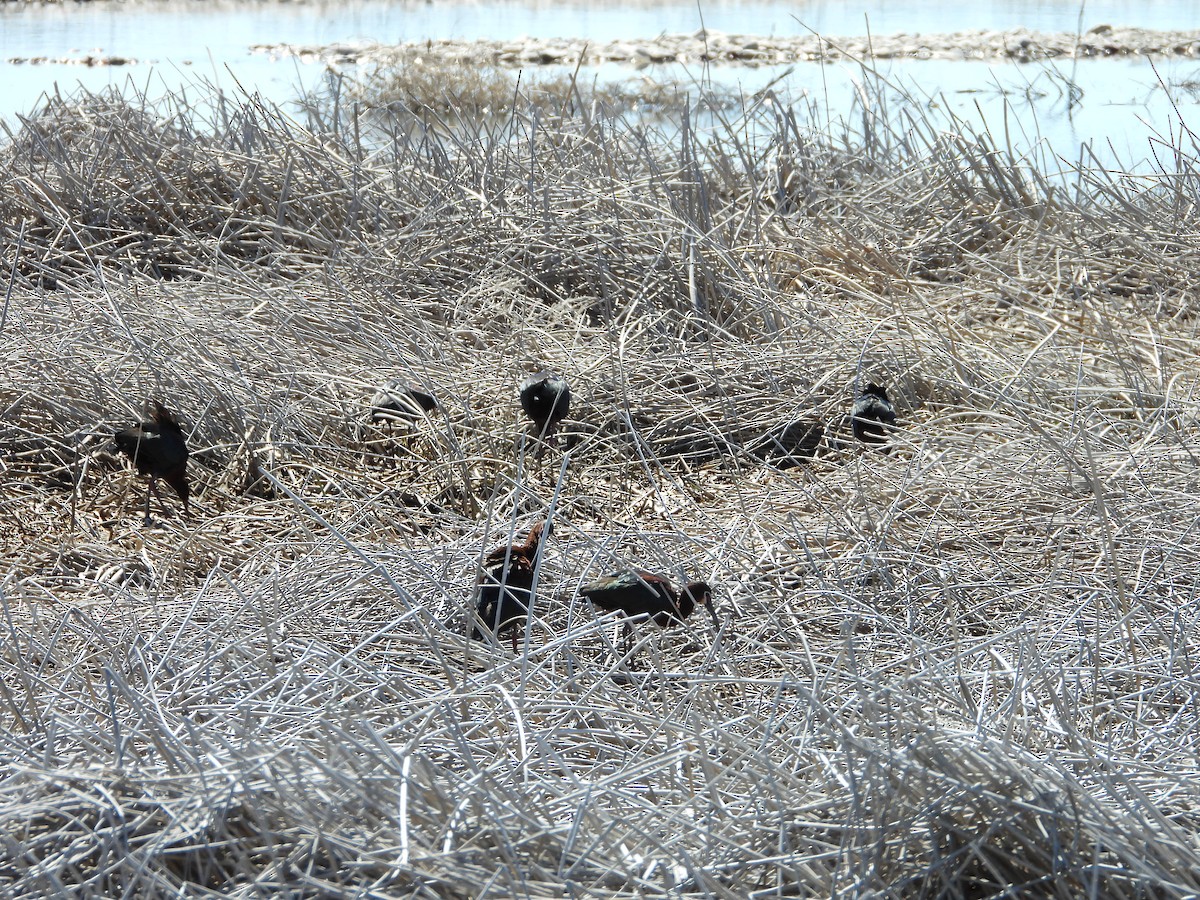 White-faced Ibis - ML620035362