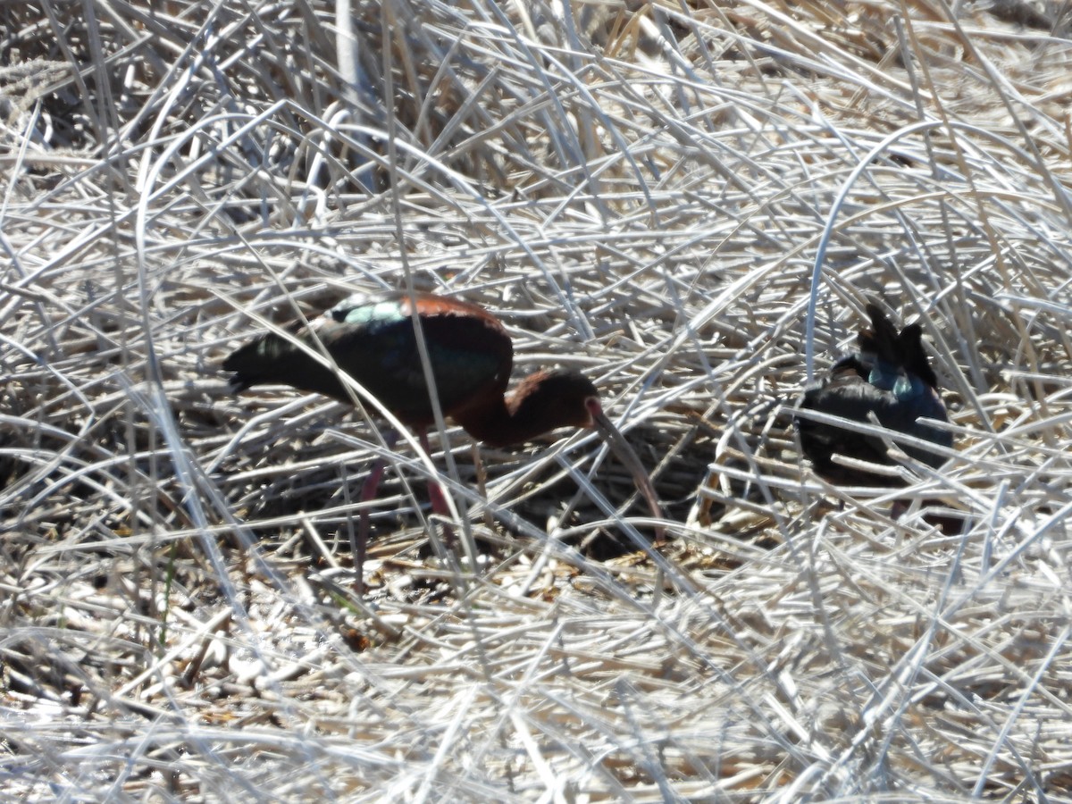 White-faced Ibis - ML620035363