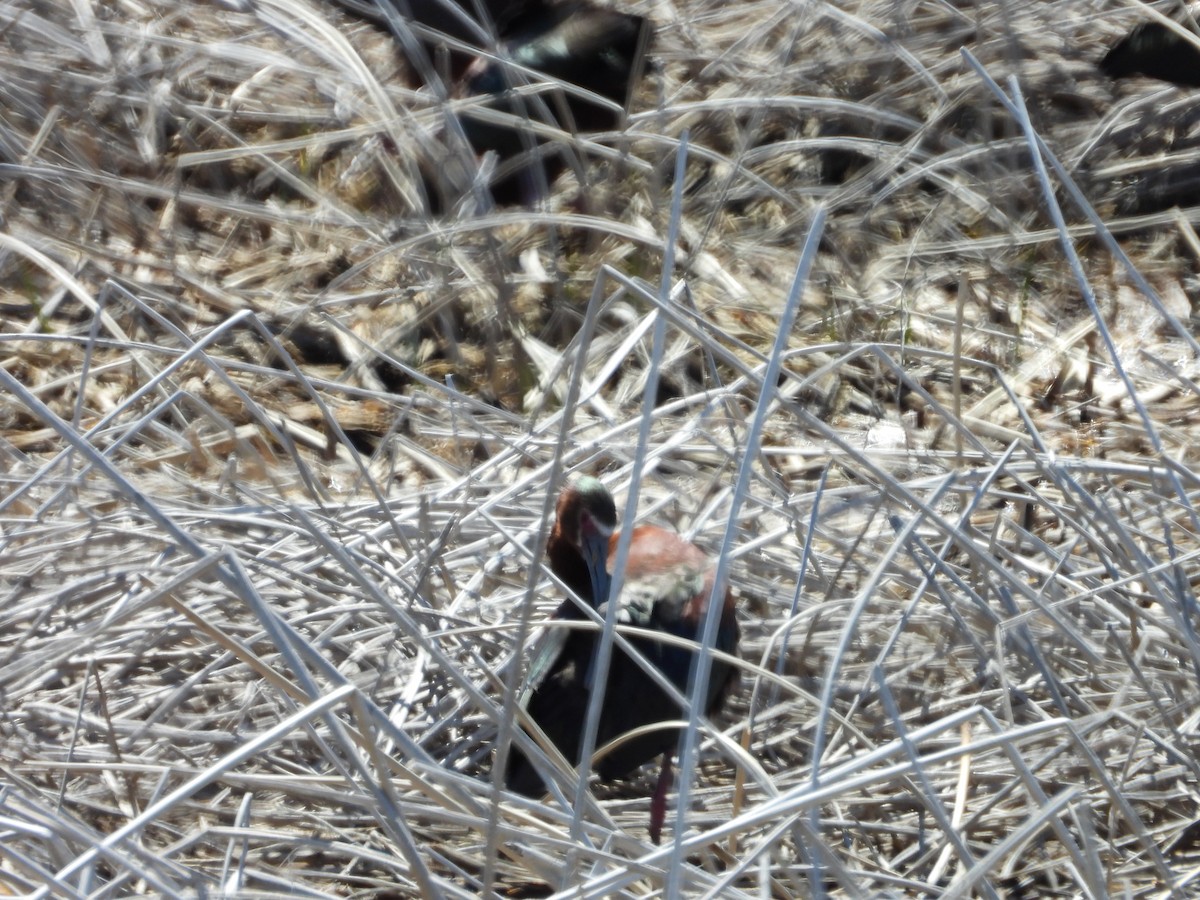 White-faced Ibis - ML620035364