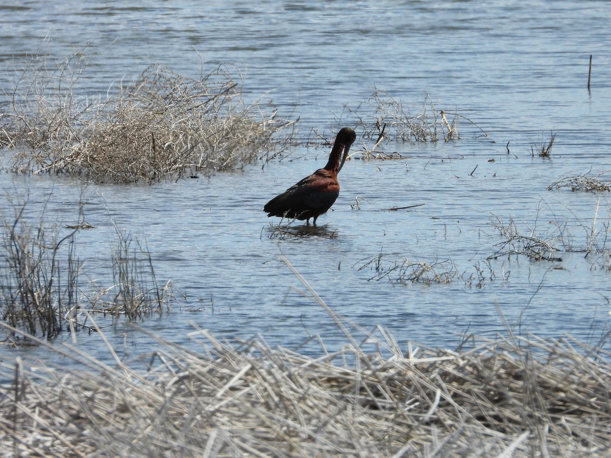 White-faced Ibis - Maura Powers