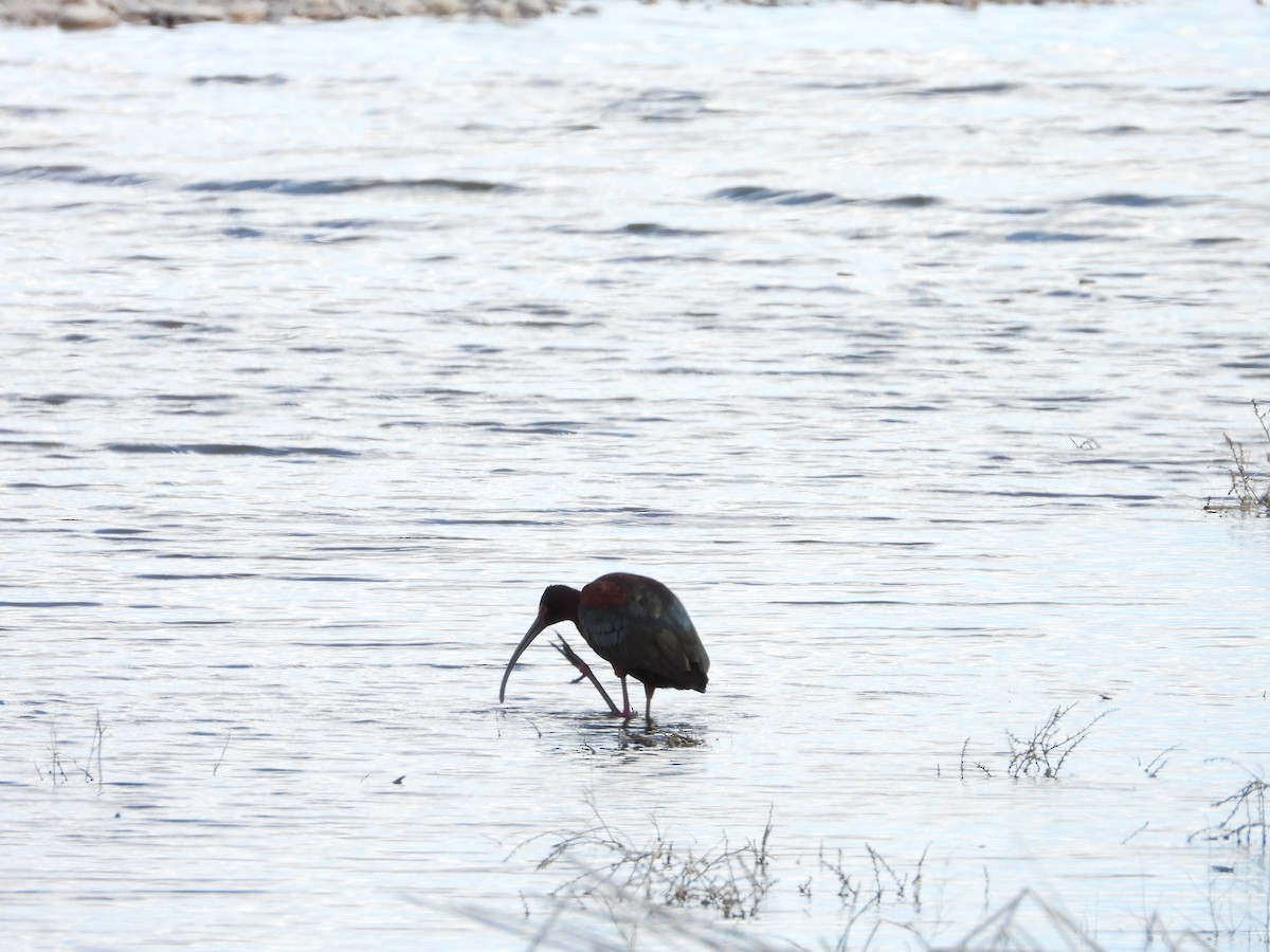 White-faced Ibis - ML620035366