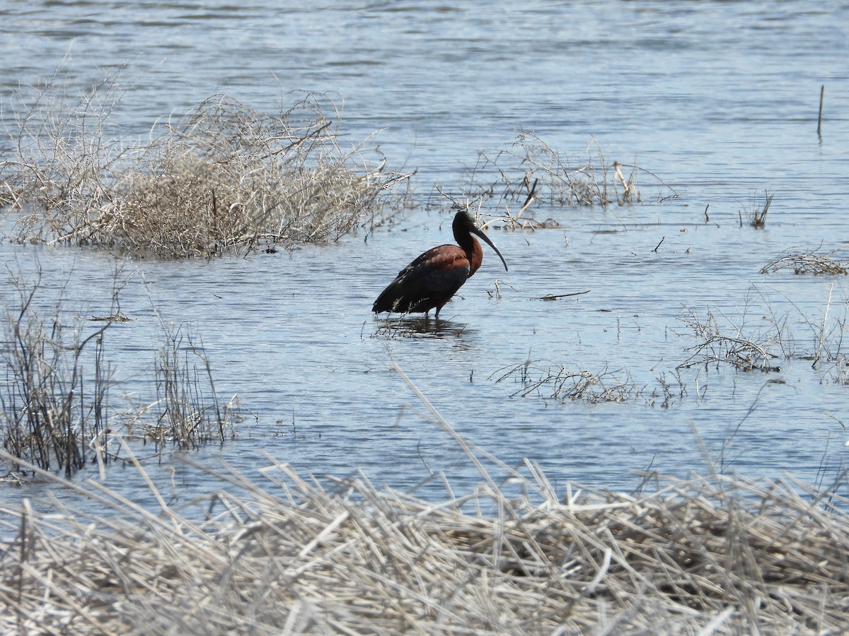 White-faced Ibis - ML620035367