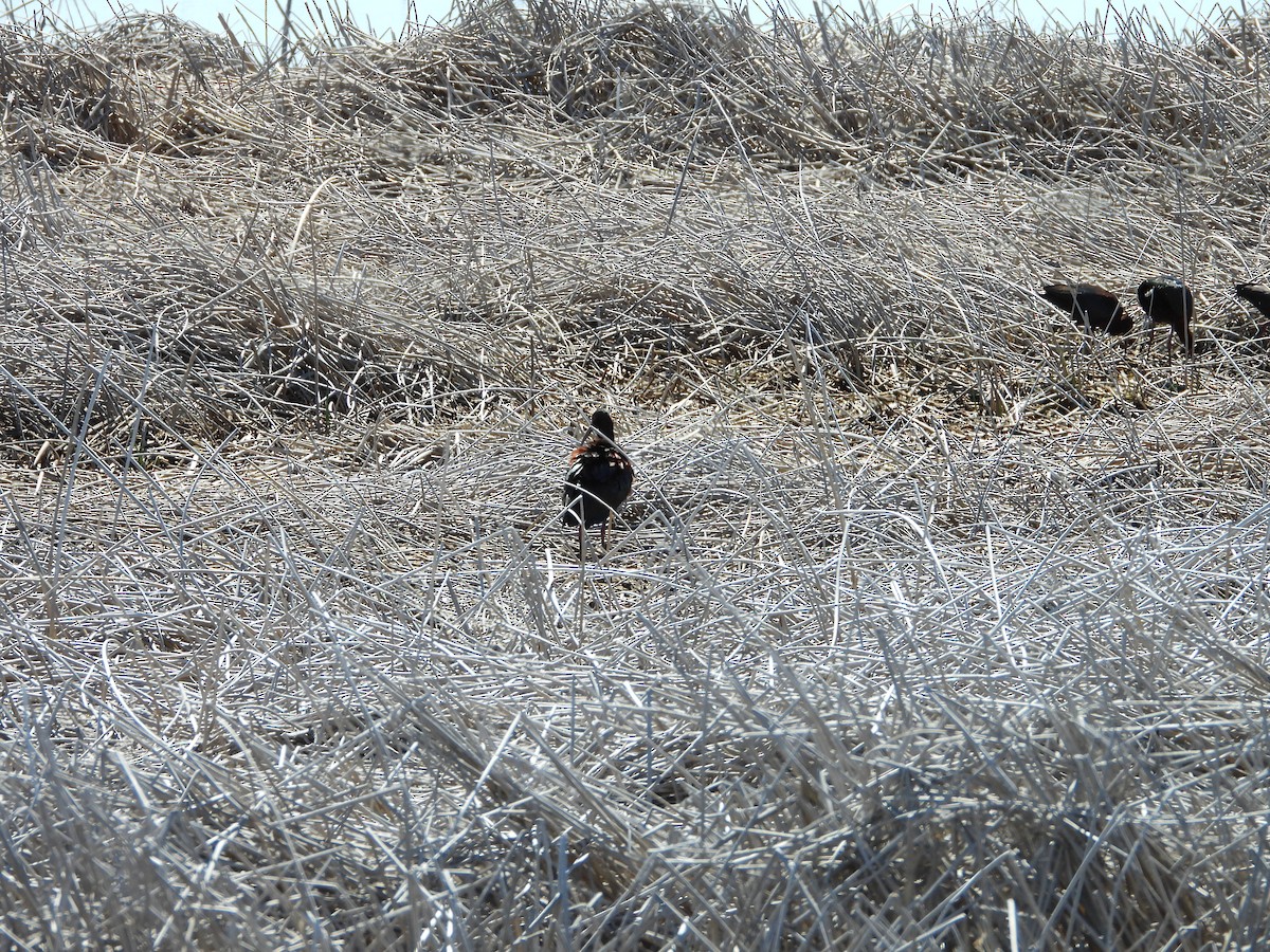 White-faced Ibis - ML620035368