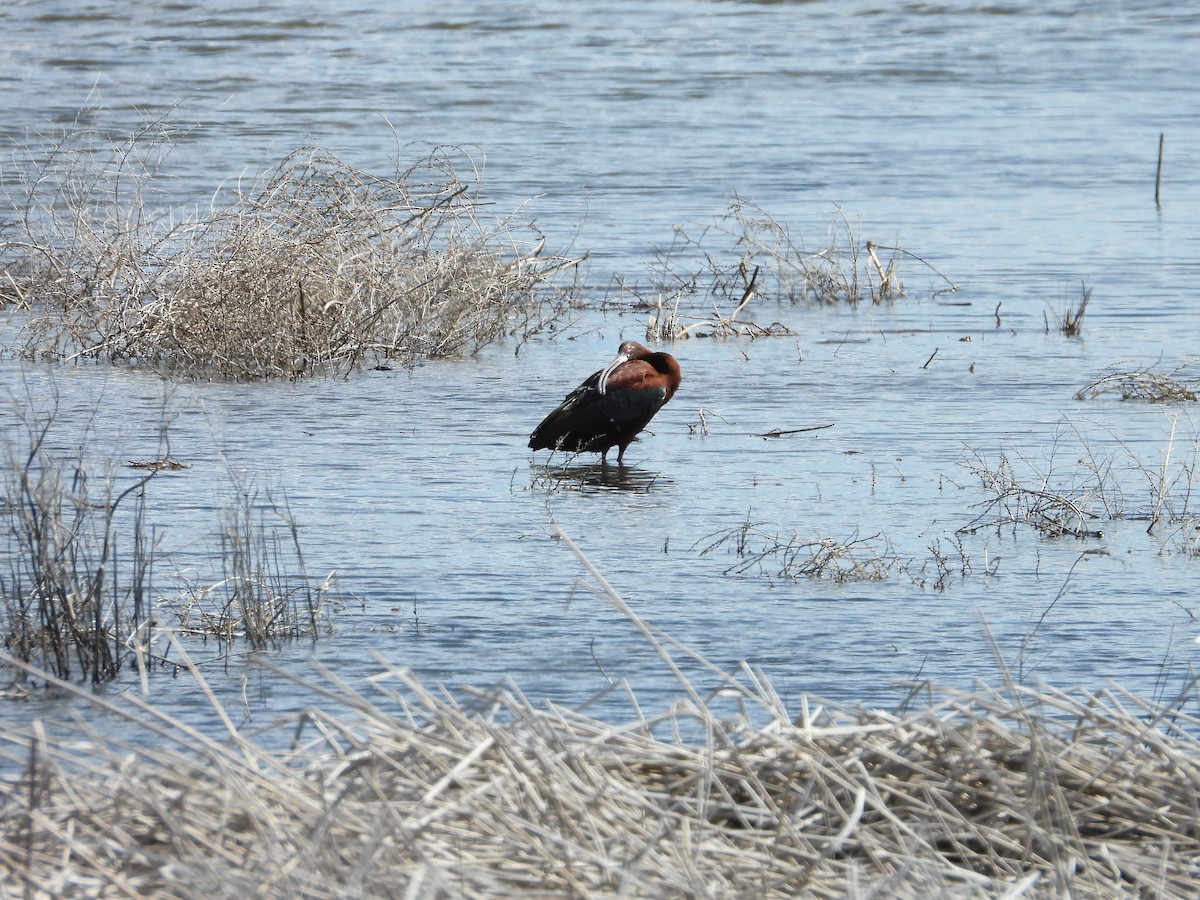 White-faced Ibis - ML620035369