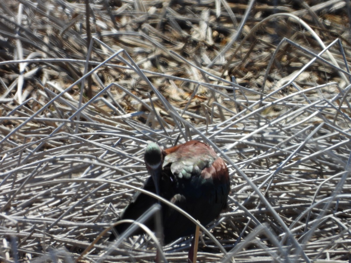 White-faced Ibis - ML620035370