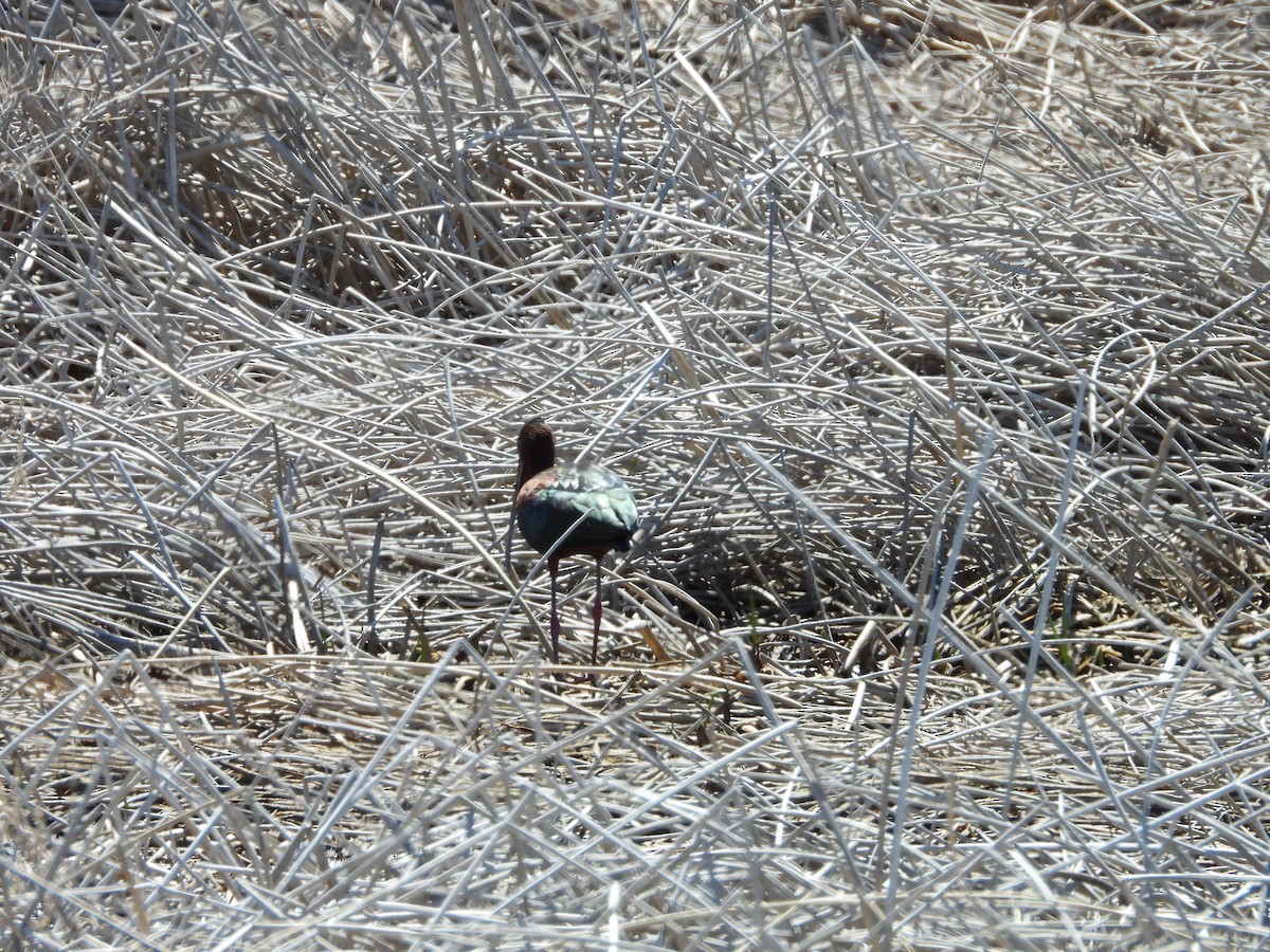 White-faced Ibis - ML620035371