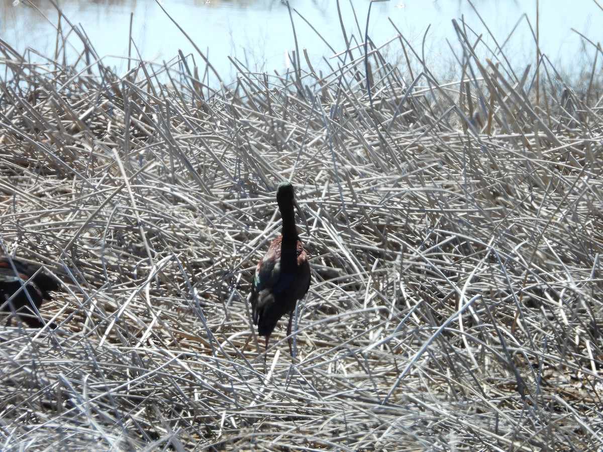 White-faced Ibis - ML620035372