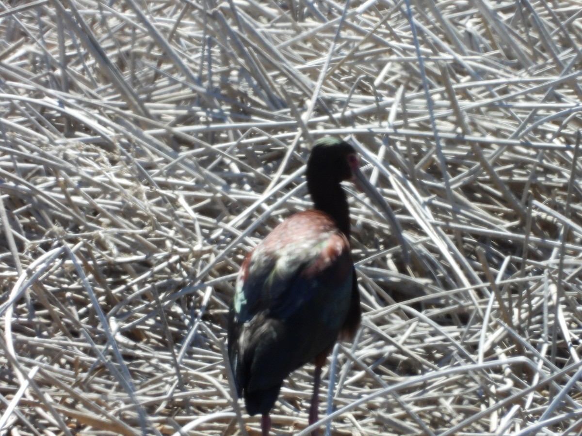 White-faced Ibis - ML620035373