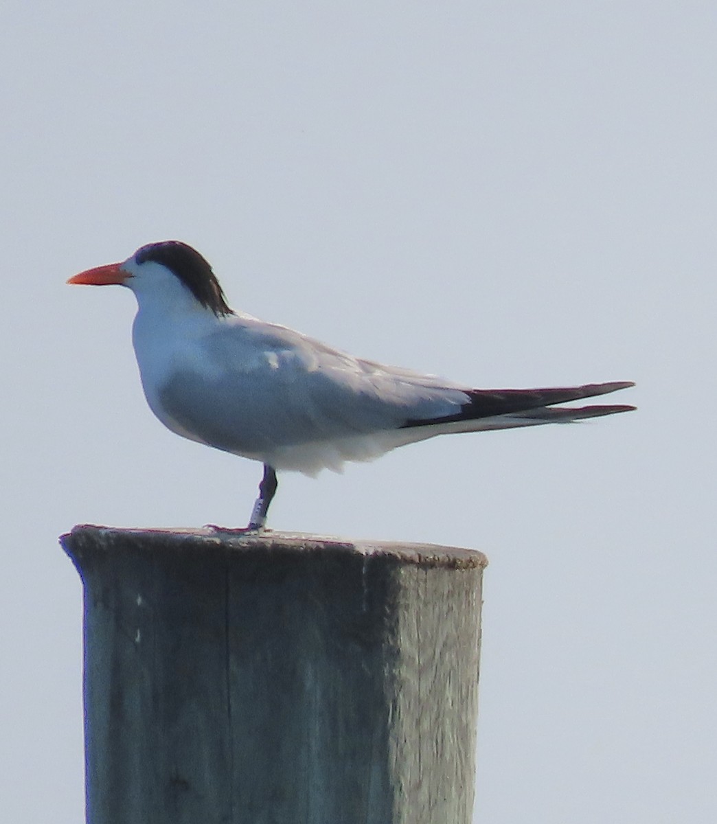 Royal Tern - ML620035374