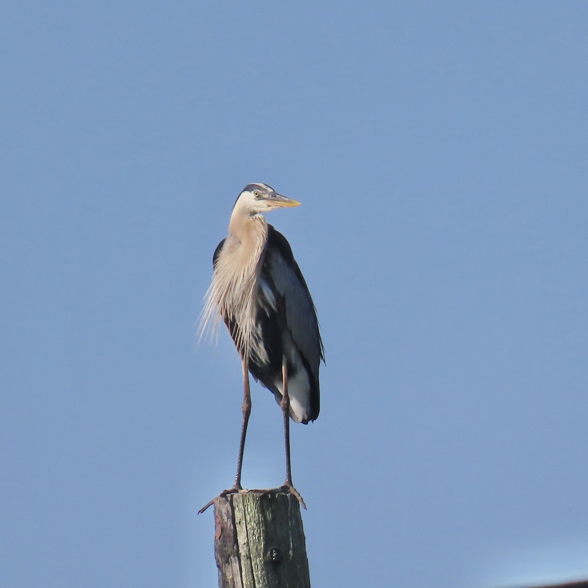 Great Blue Heron - ML620035391