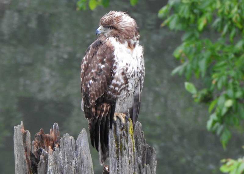 Red-tailed Hawk - ML620035398