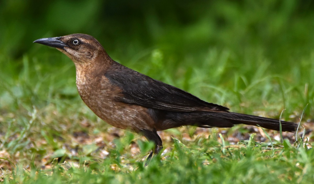 Boat-tailed Grackle - ML620035400