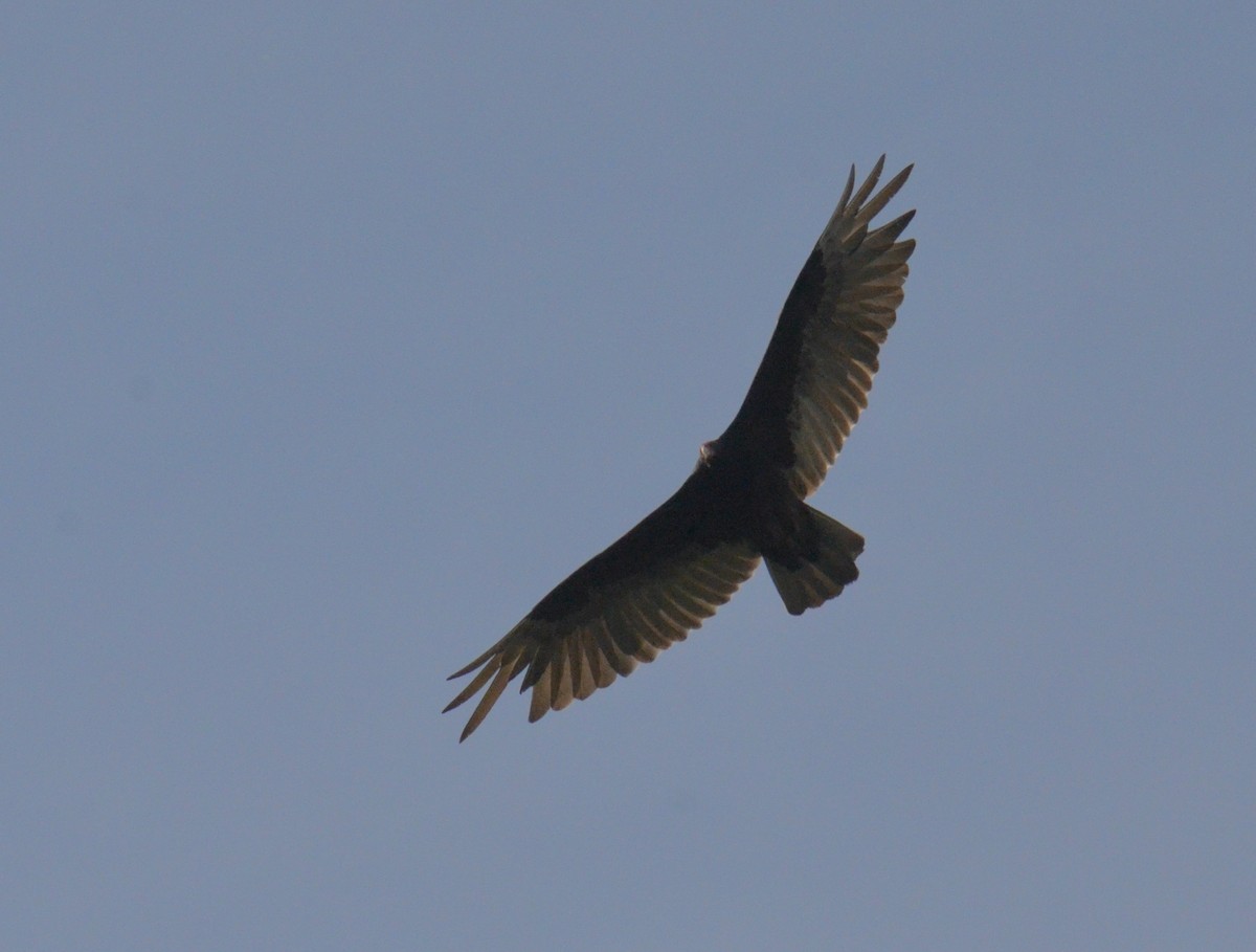 Turkey Vulture - ML620035403