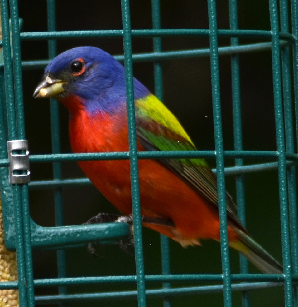 Painted Bunting - ML620035404