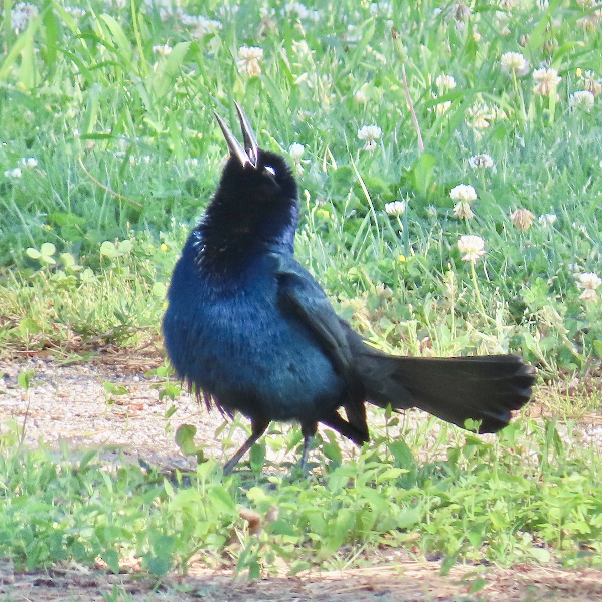 Boat-tailed Grackle - Tom & Anna Leith