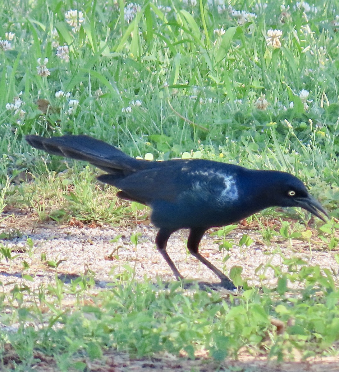 Boat-tailed Grackle - ML620035411