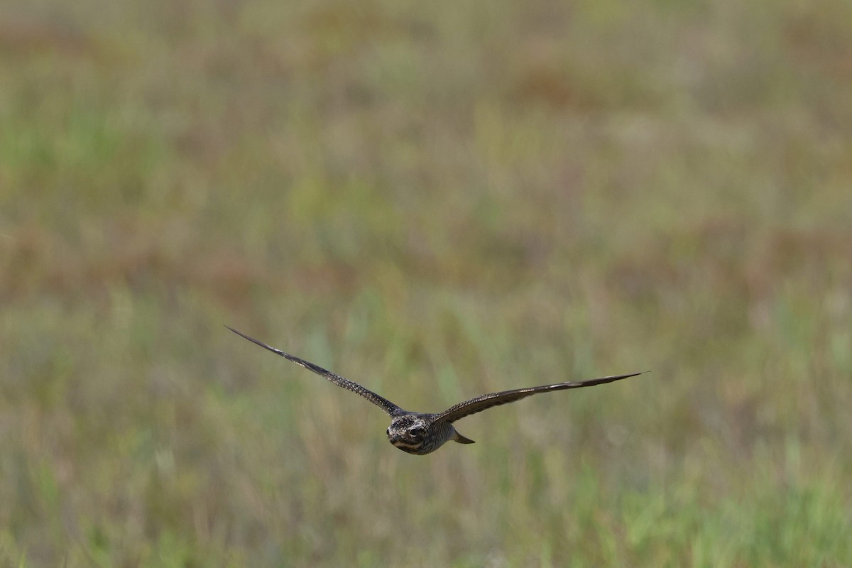 Common Nighthawk - Chris Daly