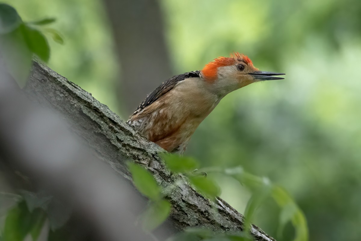 Red-bellied Woodpecker - ML620035479