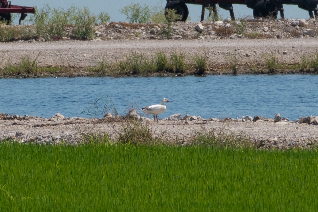 Snow Goose - ML620035484