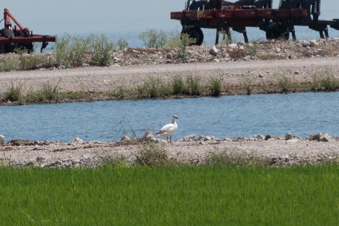 Snow Goose - ML620035485