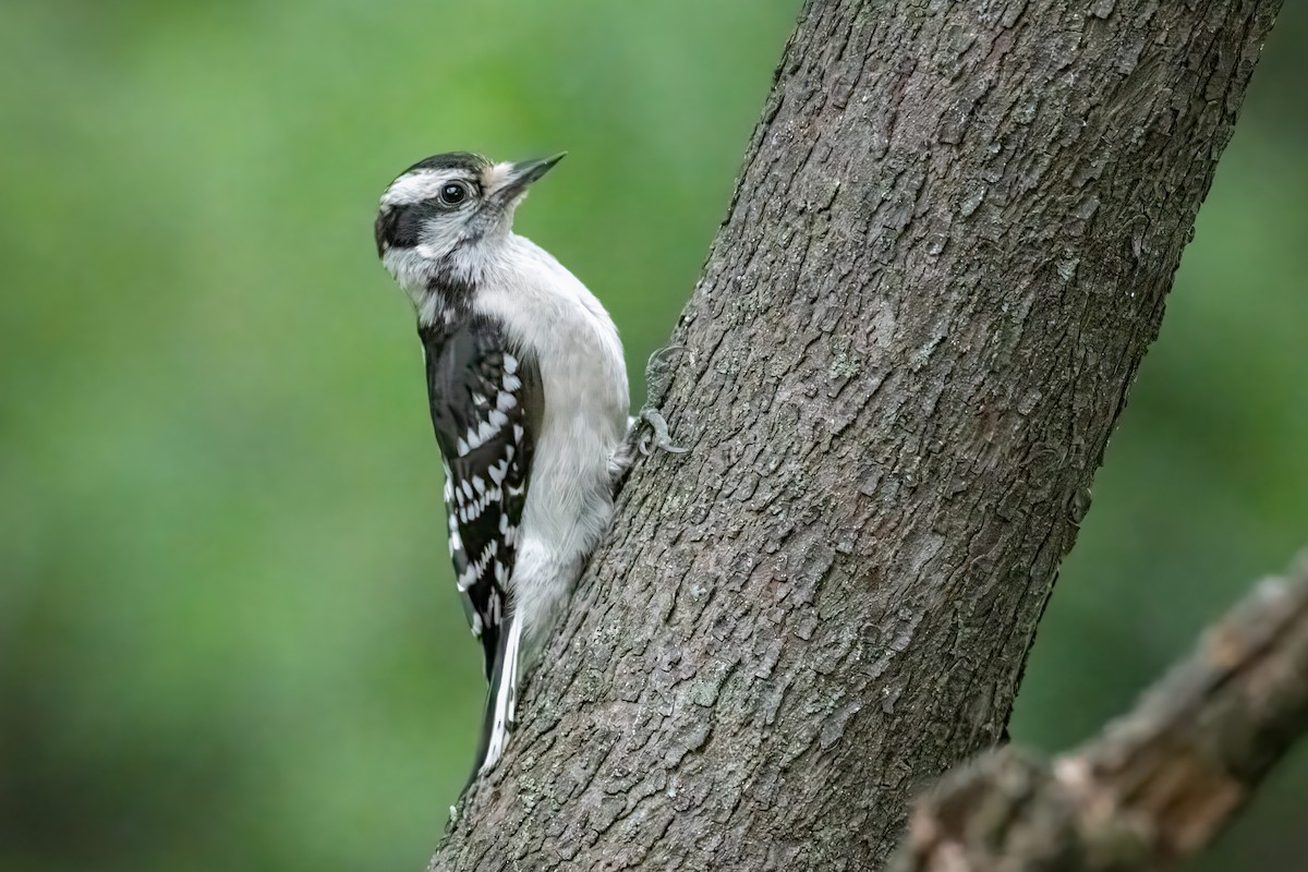 Downy Woodpecker - ML620035488