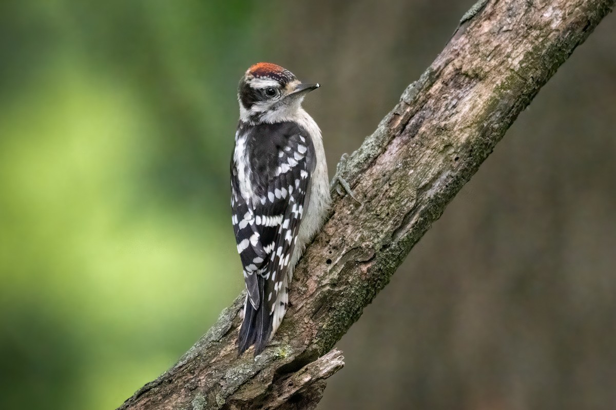 Downy Woodpecker - ML620035492