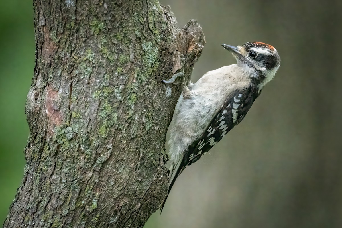Downy Woodpecker - ML620035497