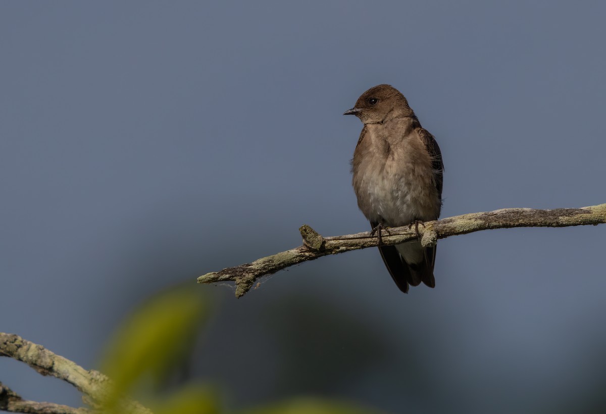 Northern Rough-winged Swallow - ML620035506