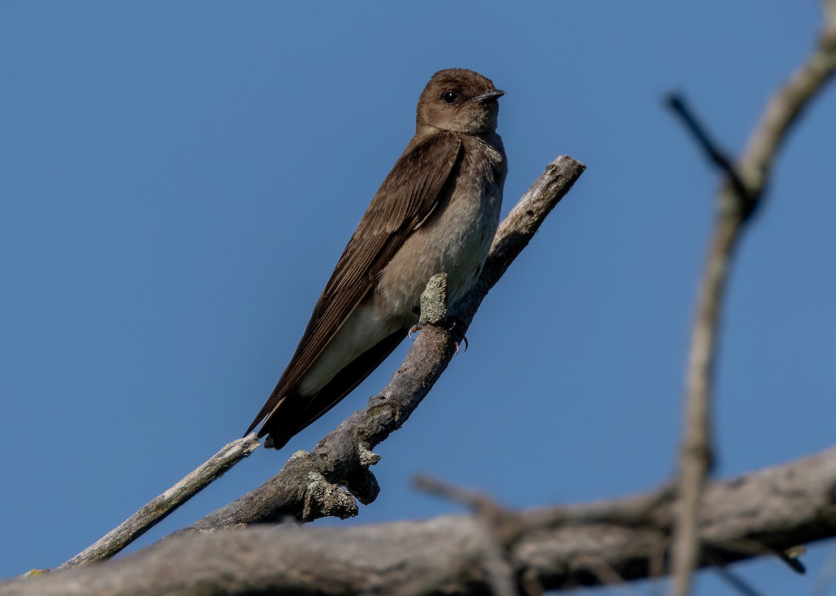 Northern Rough-winged Swallow - ML620035508