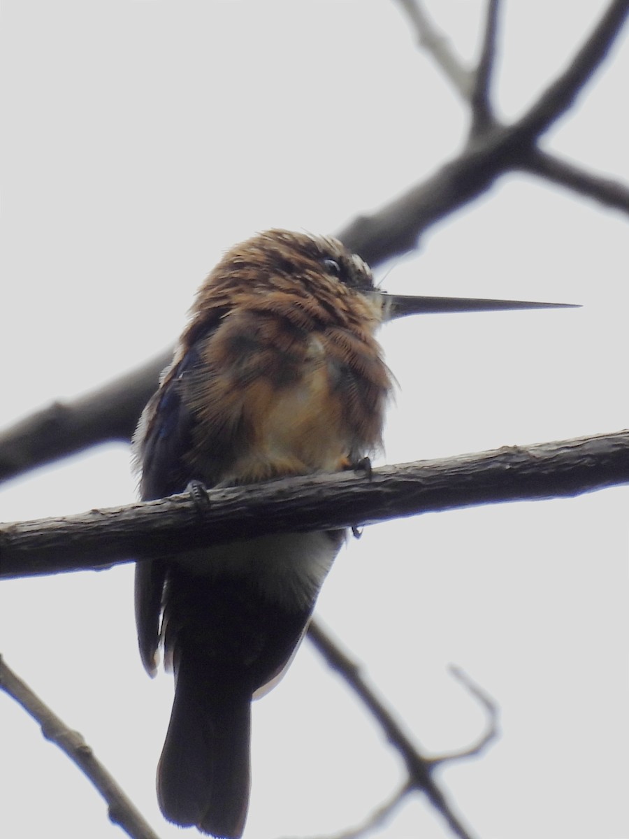 Brown Jacamar - ML620035513