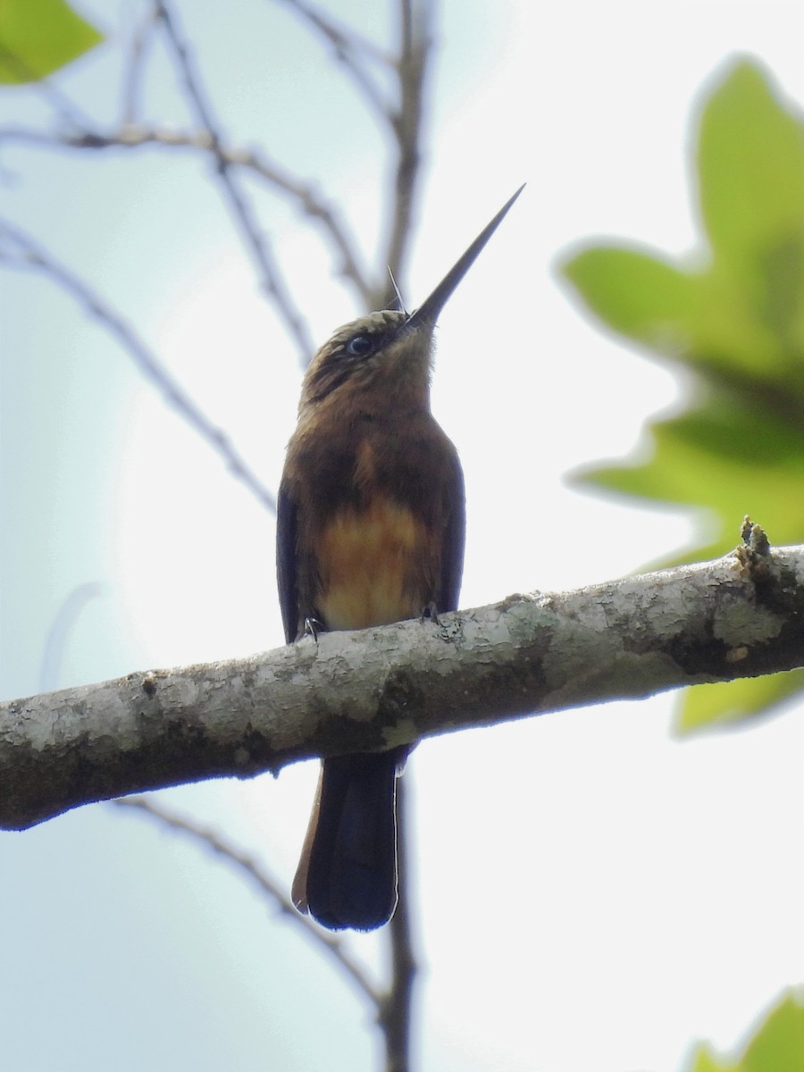 Brown Jacamar - ML620035514