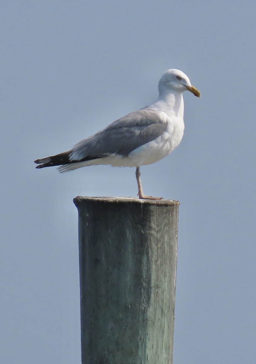 Goéland argenté - ML620035515