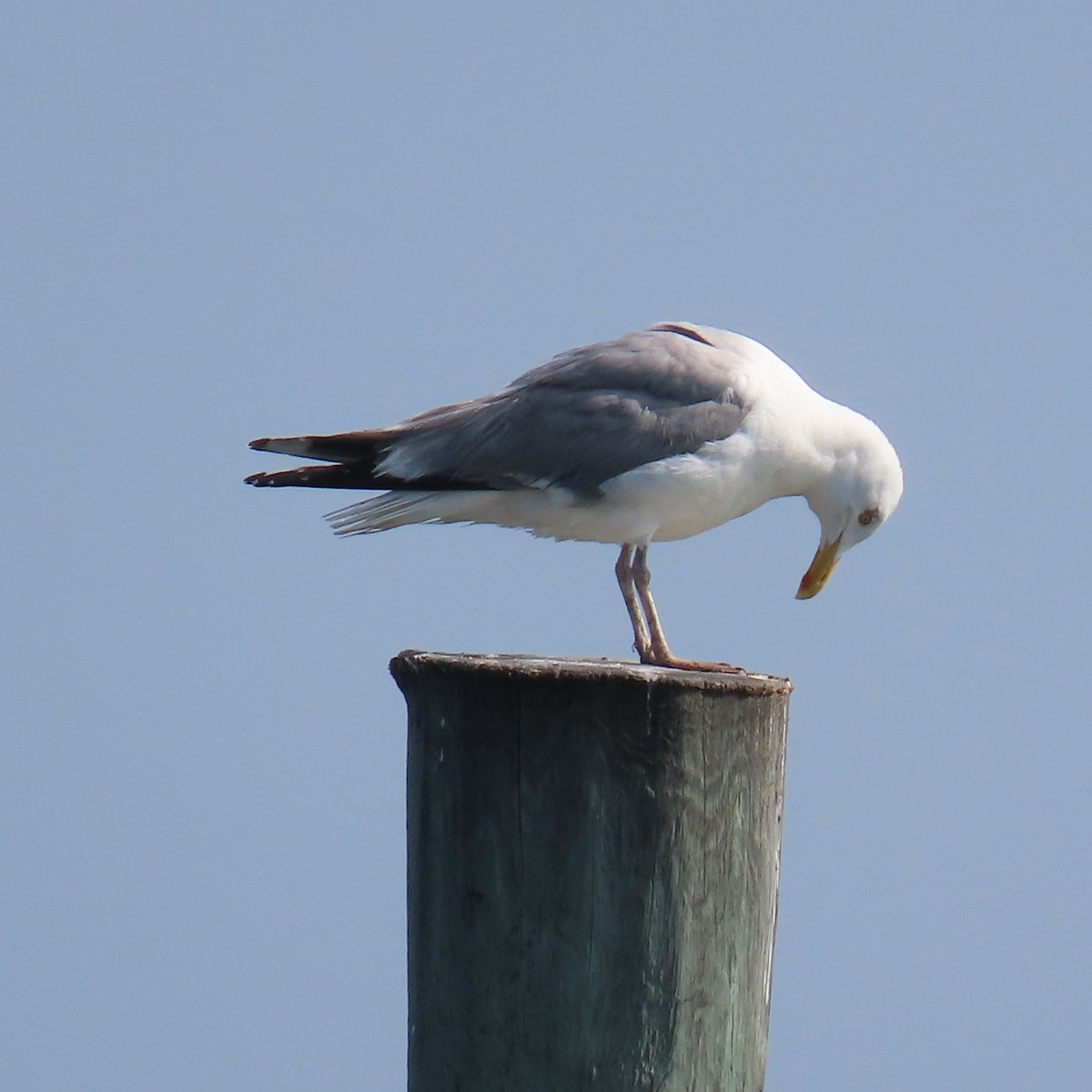 Gaviota Argéntea - ML620035518