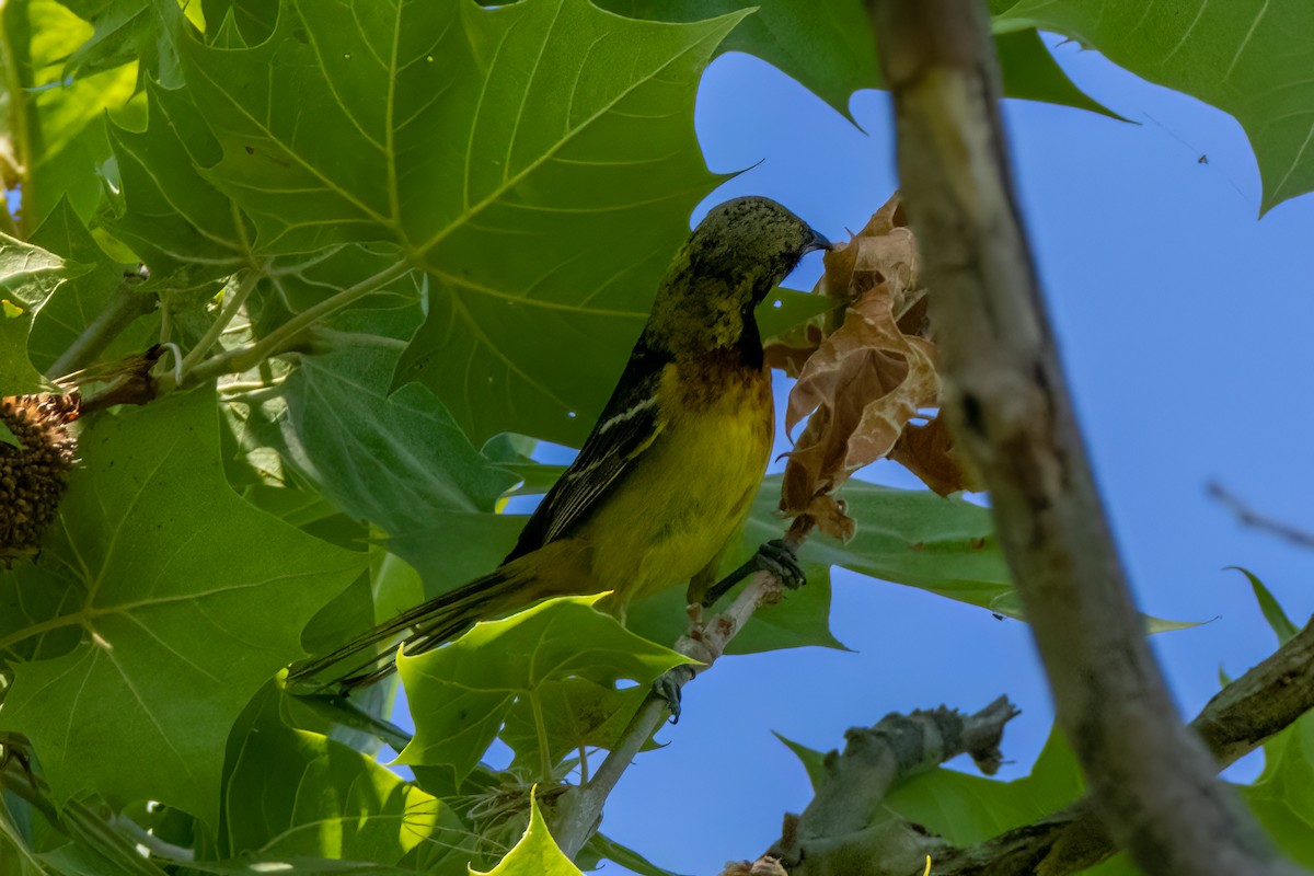 Orchard Oriole - ML620035526